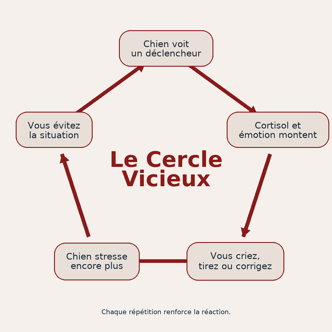 Schéma du cercle vicieux : chien voit un déclencheur, cortisol et émotion montent, le maître crie ou corrige, le chien stresse encore plus, le maître évite la situation, et le cycle recommence